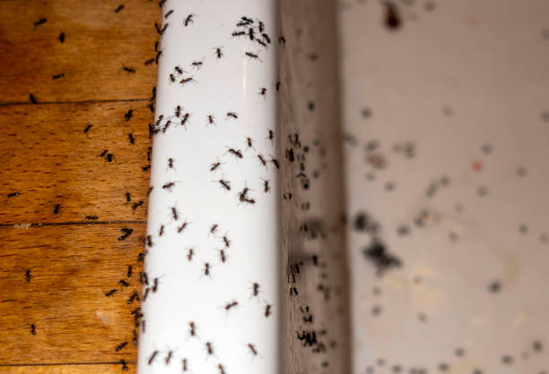 Best Affordable Pest Control Services  in Portland, MI