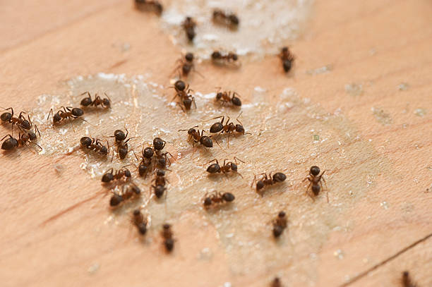 Best Spider Control Near Me  in Portland, MI
